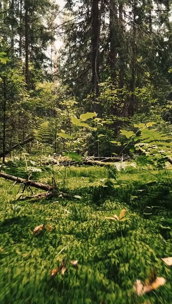 Claro de un bosque de pinos con helechos y pasto alto iluminados por el sol.